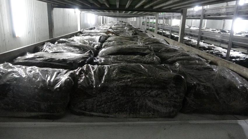 Üretimi yıllık 400 tonu geçti! Kilo fiyatı 60 lirayı buluyor