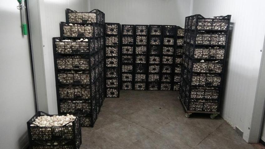 Üretimi yıllık 400 tonu geçti! Kilo fiyatı 60 lirayı buluyor