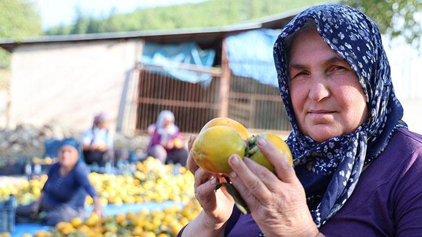 Üretim devlet desteği ile başladı! Adana'da da hasat zamanı geldi, kilosu 200 TL'den satışta 