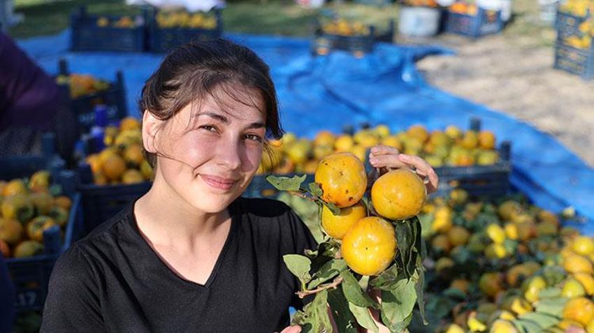 Üretim devlet desteği ile başladı! Adana'da da hasat zamanı geldi, kilosu 200 TL'den satışta 