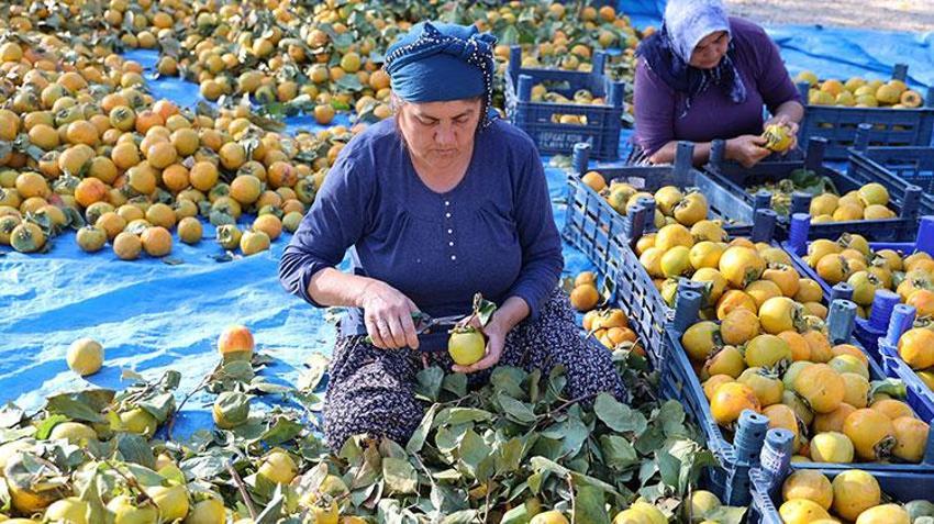 Üretim devlet desteği ile başladı! Adana'da da hasat zamanı geldi, kilosu 200 TL'den satışta 