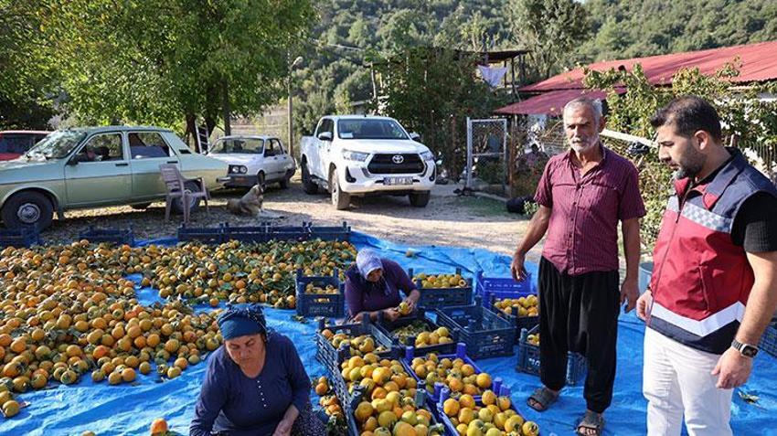 Üretim devlet desteği ile başladı! Adana'da da hasat zamanı geldi, kilosu 200 TL'den satışta 