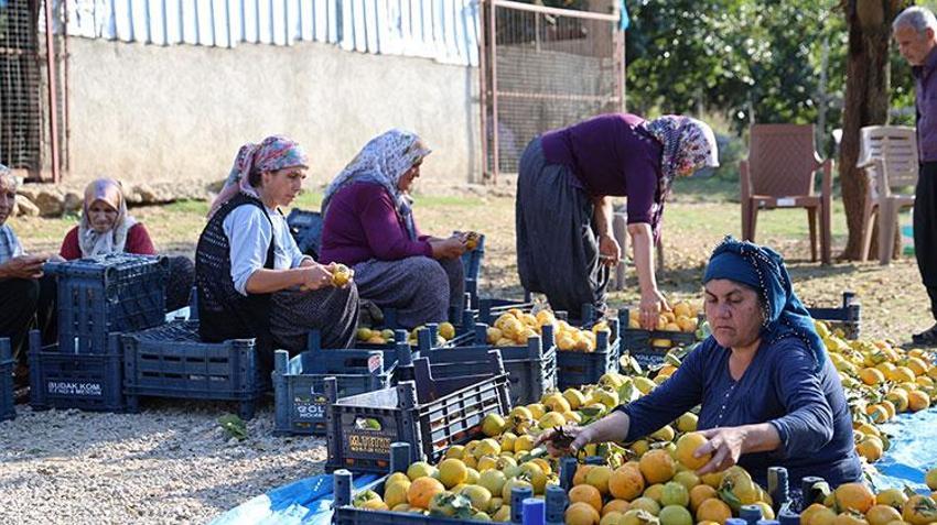 Üretim devlet desteği ile başladı! Adana'da da hasat zamanı geldi, kilosu 200 TL'den satışta 
