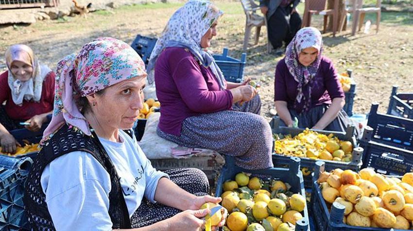 Üretim devlet desteği ile başladı! Adana'da da hasat zamanı geldi, kilosu 200 TL'den satışta 