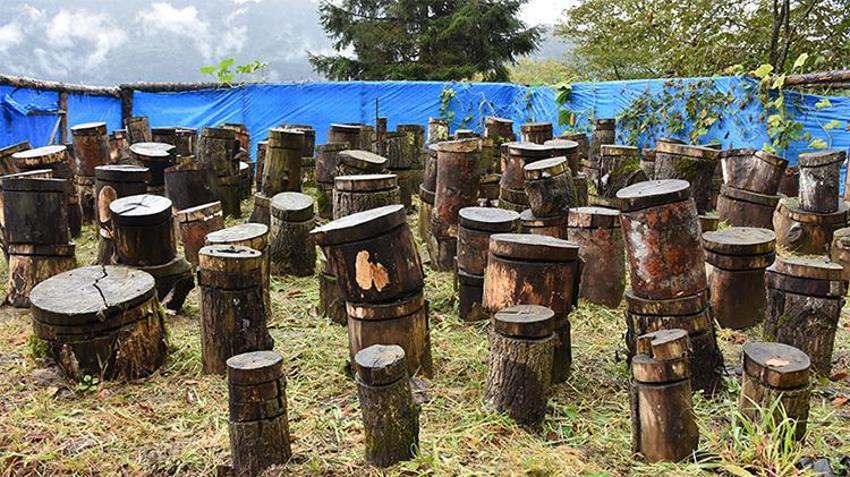 Trabzon'da eğitim alan emekli çift üretime başladı, ek gelir sağlıyorlar