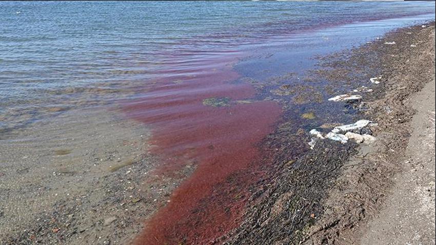 Çanakkale'de tedirgin eden görüntü! Uzman isim nedenini açıkladı