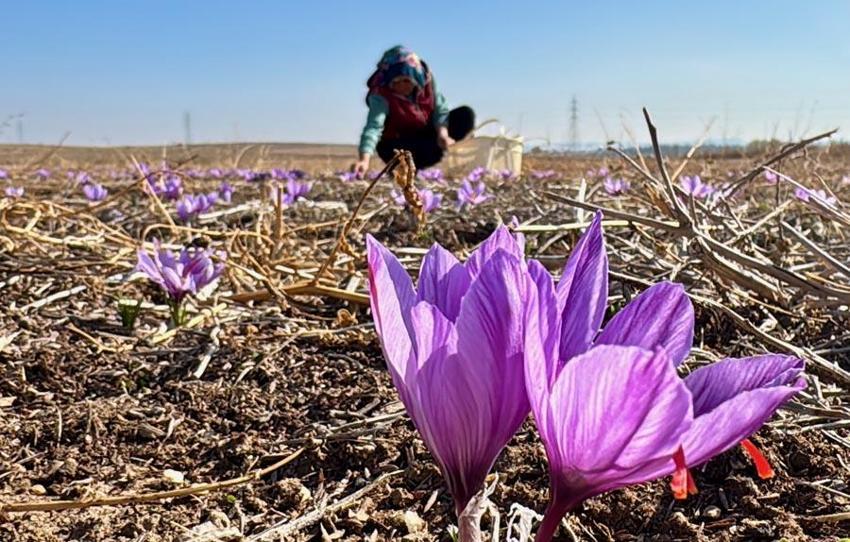Dünyanın en pahalı baharatının hasadı Eskişehir'de başladı!