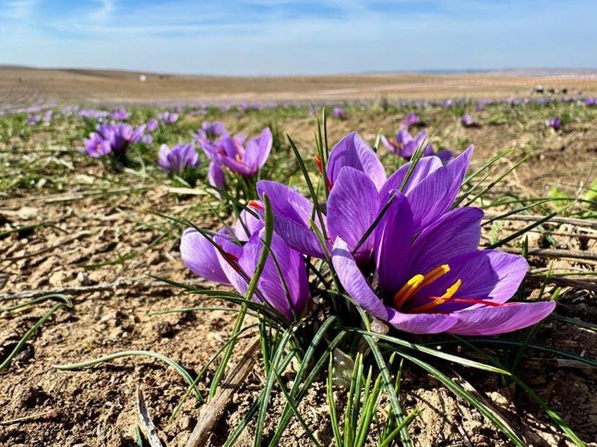 Dünyanın en pahalı baharatının hasadı Eskişehir'de başladı!