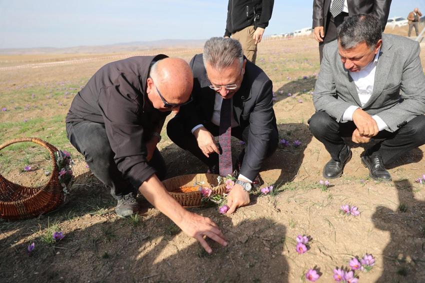 Dünyanın en pahalı baharatının hasadı Eskişehir'de başladı!