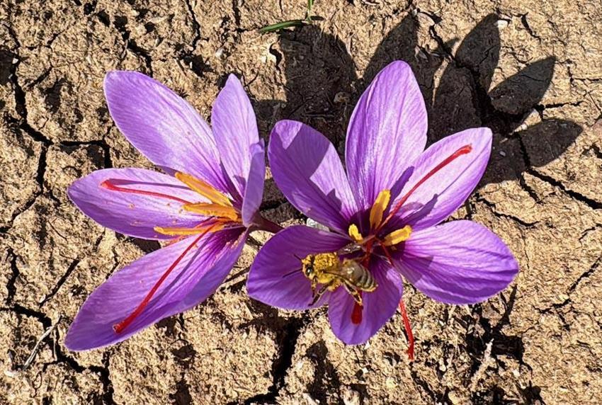 Dünyanın en pahalı baharatının hasadı Eskişehir'de başladı!
