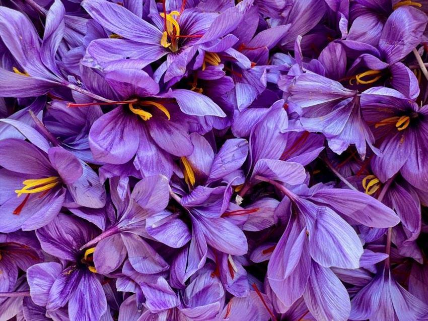 Dünyanın en pahalı baharatının hasadı Eskişehir'de başladı!