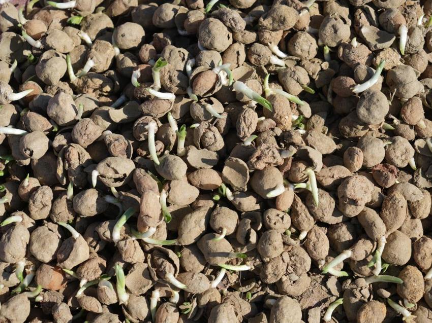 Doğada toplanması yasak: Kastamonu'da yetiştirdiği saleplerle paraya para demiyor