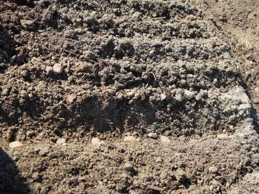 Doğada toplanması yasak: Kastamonu'da yetiştirdiği saleplerle paraya para demiyor