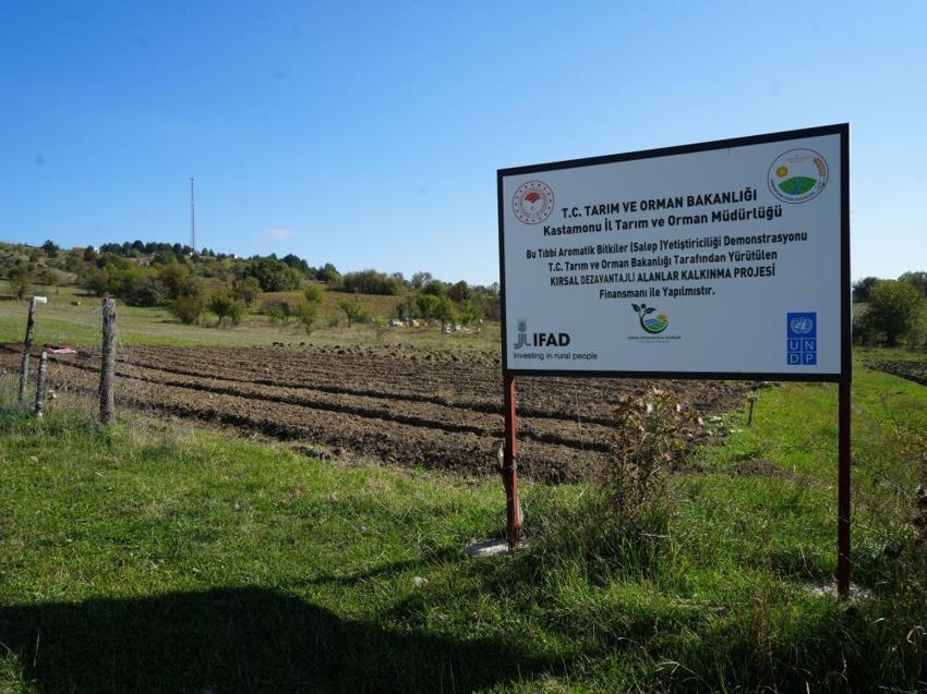 Doğada toplanması yasak: Kastamonu'da yetiştirdiği saleplerle paraya para demiyor