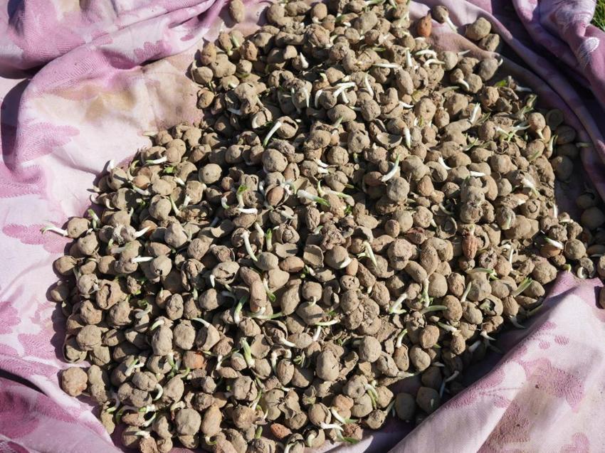 Doğada toplanması yasak: Kastamonu'da yetiştirdiği saleplerle paraya para demiyor