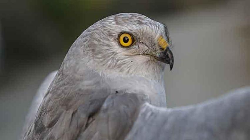 Bozkır delicesinin göç yolları uydu takibinde! Iğdır'daki merkez dünyada ilk sırada