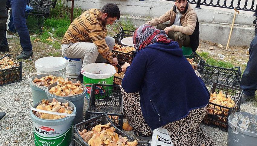Doktordan mantar uyarısı! Zehirlenme ölüme sebep olabilir
