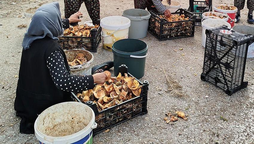 Doktordan mantar uyarısı! Zehirlenme ölüme sebep olabilir