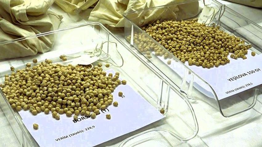 Nükleer teknikler kullanılarak geliştirildi! 'Üreticilerimiz rahat bir nefes alacak'