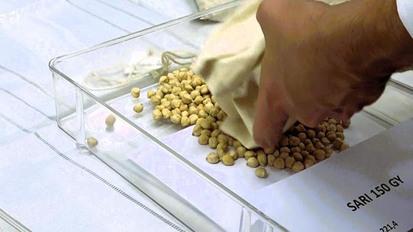 Nükleer teknikler kullanılarak geliştirildi! 'Üreticilerimiz rahat bir nefes alacak'