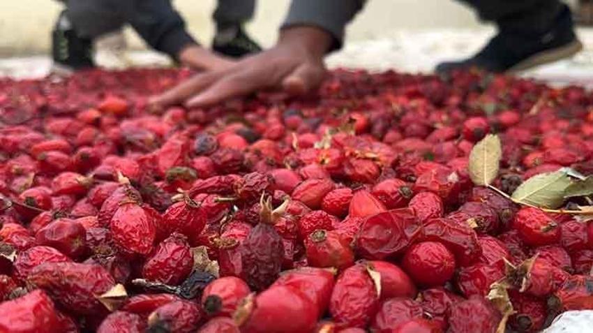 Bayburt'ta şifa deposu kuşburnunda hasat başladı