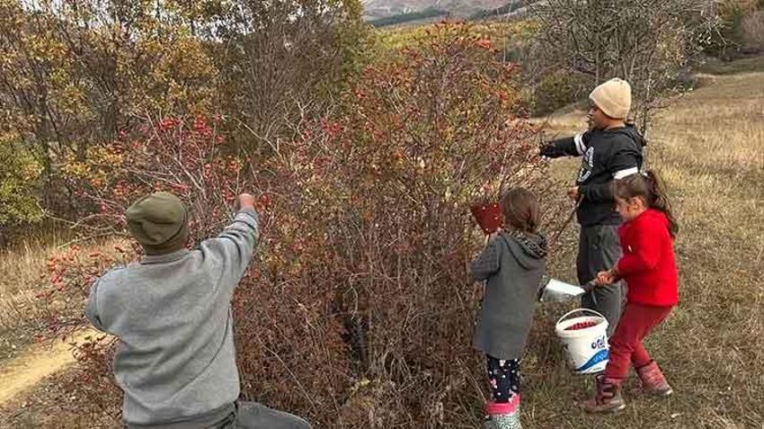 Bayburt'ta şifa deposu kuşburnunda hasat başladı