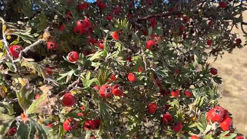 Bayburt'ta şifa deposu kuşburnunda hasat başladı