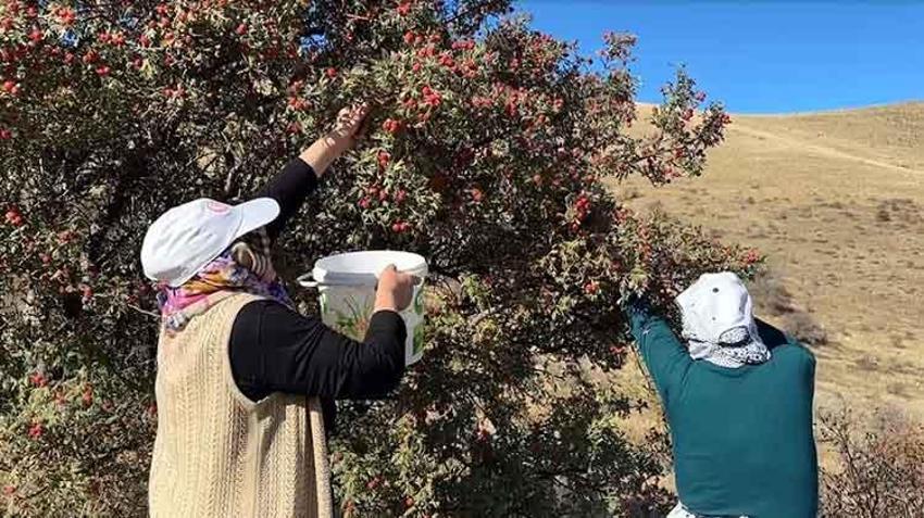 Bayburt'ta şifa deposu kuşburnunda hasat başladı