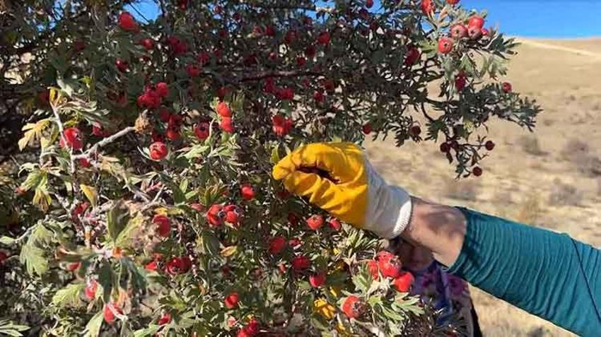 Bayburt'ta şifa deposu kuşburnunda hasat başladı