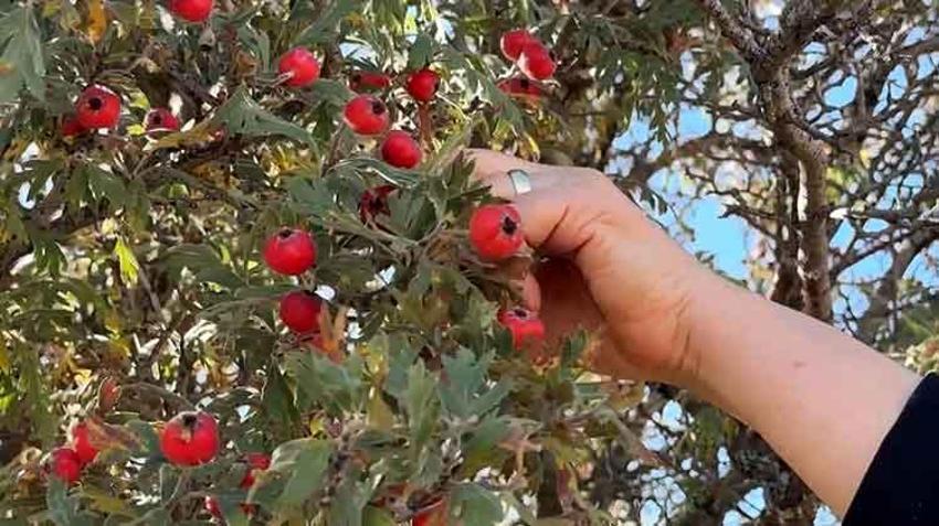 Bayburt'ta şifa deposu kuşburnunda hasat başladı