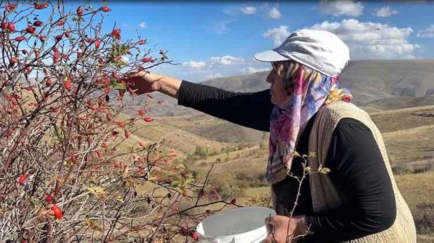 Bayburt'ta şifa deposu kuşburnunda hasat başladı