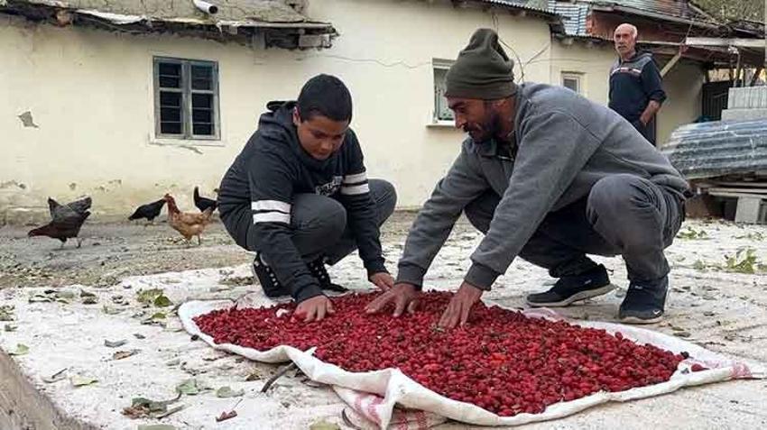 Bayburt'ta şifa deposu kuşburnunda hasat başladı