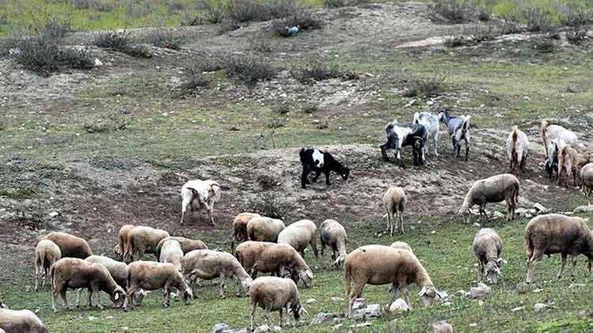 İstanbul'un 35 günlük suyu kaldı! Barajlarda doluluk oranı yüzde 30'un altına düştü