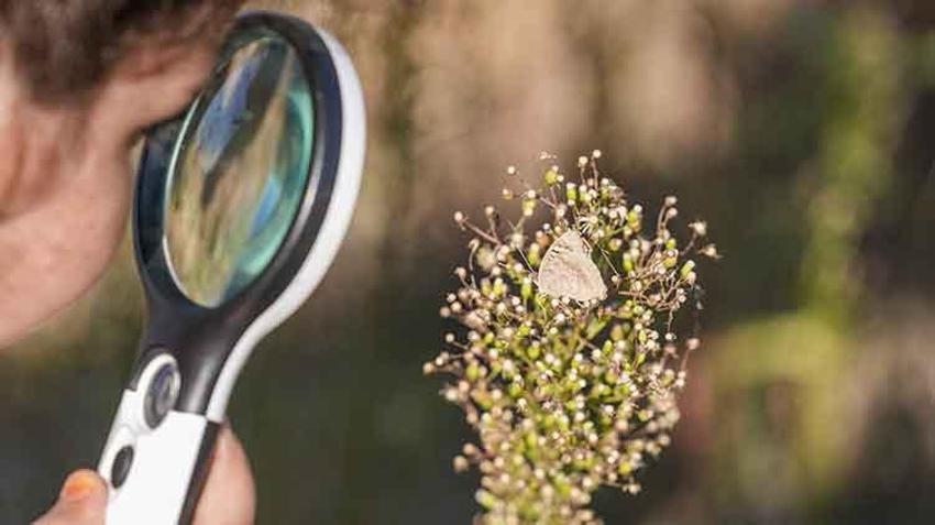 Diyarbakır, sonbahar'da Dicle Güzeli' kelebeğini çekmek isteyene fotoğrafçıları ağırlıyor