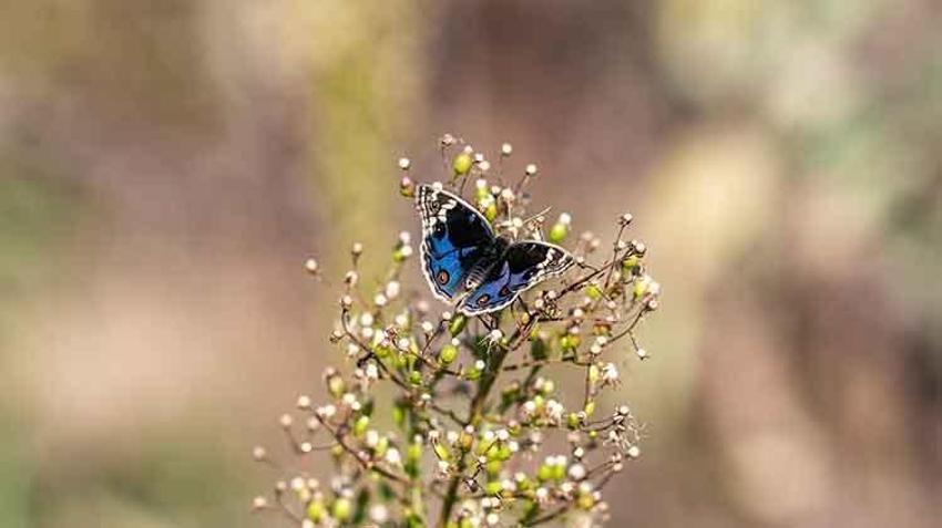 Diyarbakır, sonbahar'da Dicle Güzeli' kelebeğini çekmek isteyene fotoğrafçıları ağırlıyor