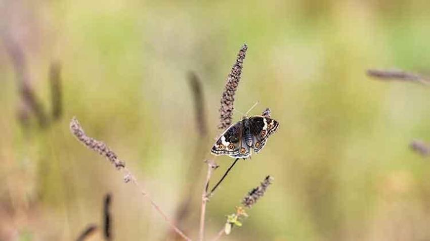 Diyarbakır, sonbahar'da Dicle Güzeli' kelebeğini çekmek isteyene fotoğrafçıları ağırlıyor