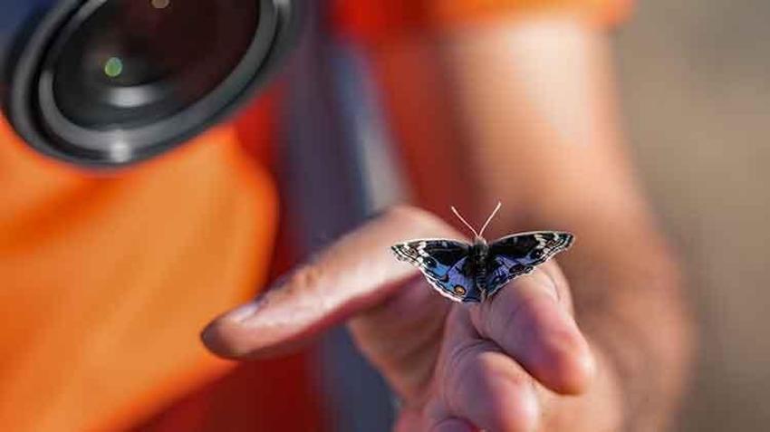 Diyarbakır, sonbahar'da Dicle Güzeli' kelebeğini çekmek isteyene fotoğrafçıları ağırlıyor