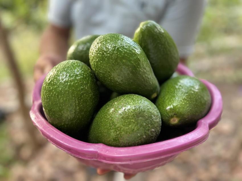 Hatay'da bereketli avokado hasadı başladı