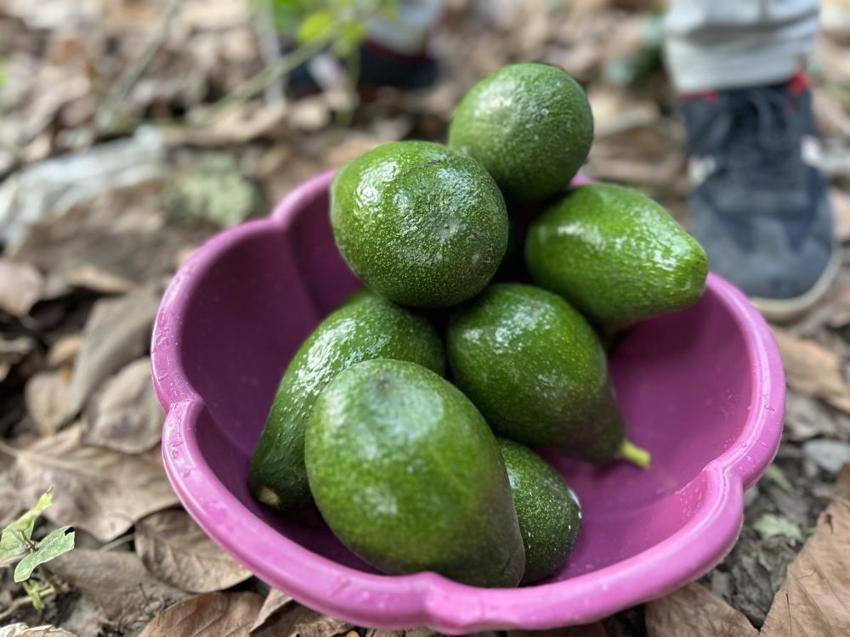 Hatay'da bereketli avokado hasadı başladı