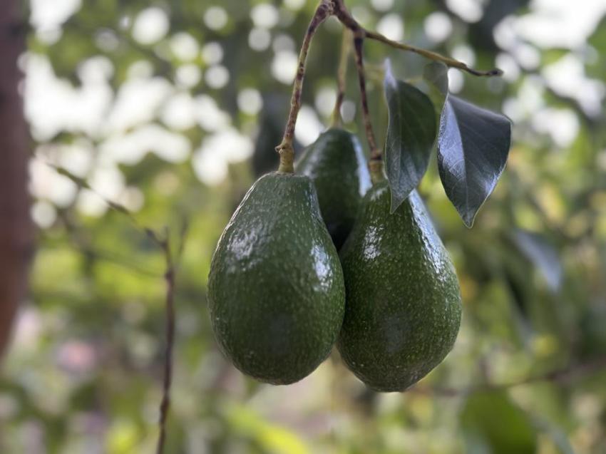 Hatay'da bereketli avokado hasadı başladı