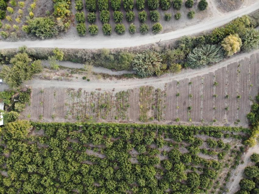 Hatay'da bereketli avokado hasadı başladı