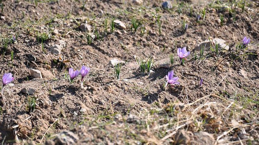 Stajdayken tanıştığı safra bitkisinin üreticisi oldu: Dünya piyasasında safrana olan talep fazla