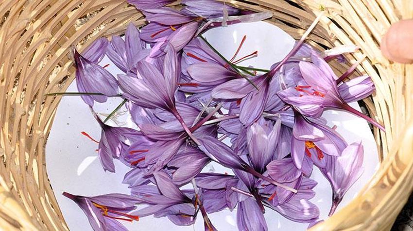 Stajdayken tanıştığı safra bitkisinin üreticisi oldu: Dünya piyasasında safrana olan talep fazla