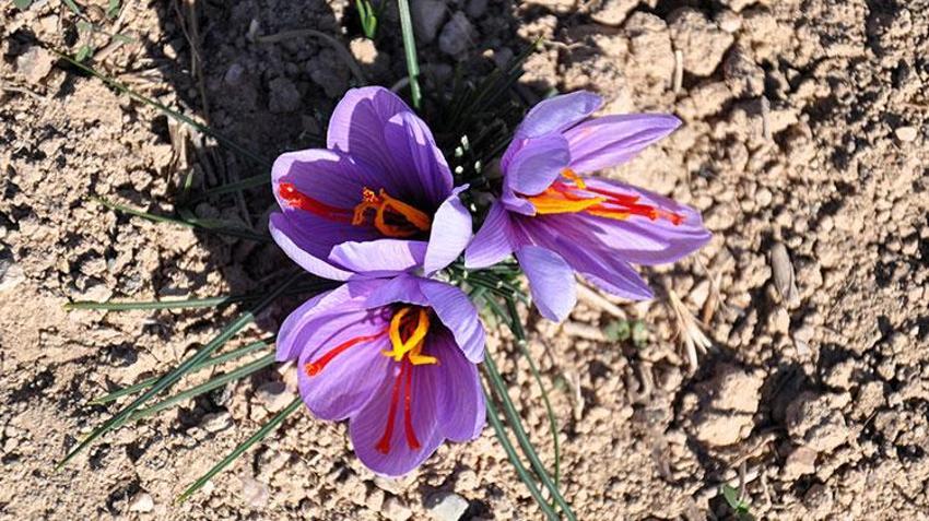 Stajdayken tanıştığı safra bitkisinin üreticisi oldu: Dünya piyasasında safrana olan talep fazla