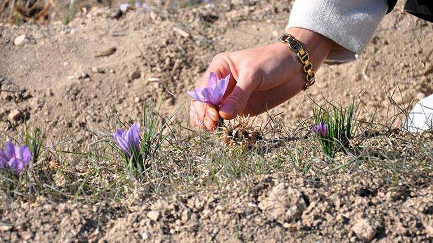 Stajdayken tanıştığı safra bitkisinin üreticisi oldu: Dünya piyasasında safrana olan talep fazla