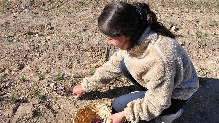 Stajdayken tanıştığı safra bitkisinin üreticisi oldu: Dünya piyasasında safrana olan talep fazla