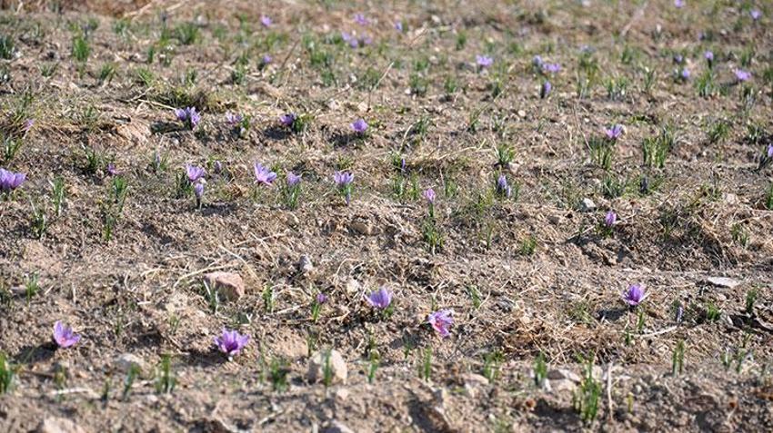 Stajdayken tanıştığı safra bitkisinin üreticisi oldu: Dünya piyasasında safrana olan talep fazla