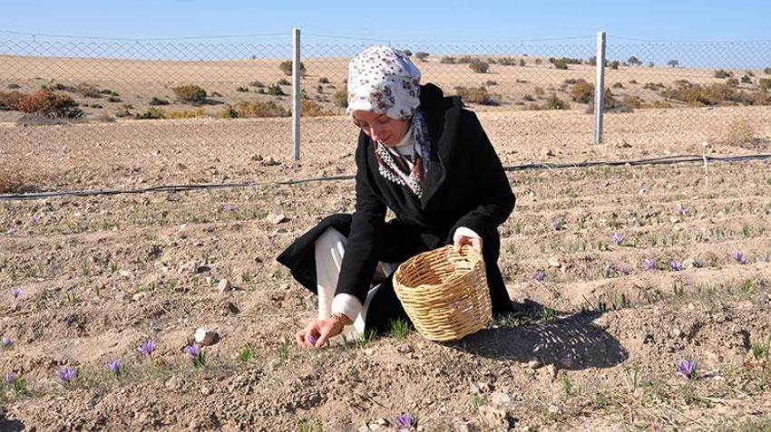 Stajdayken tanıştığı safra bitkisinin üreticisi oldu: Dünya piyasasında safrana olan talep fazla