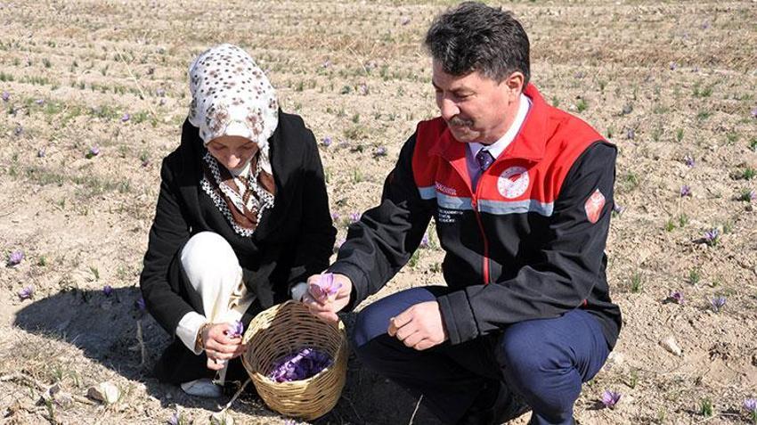 Stajdayken tanıştığı safra bitkisinin üreticisi oldu: Dünya piyasasında safrana olan talep fazla