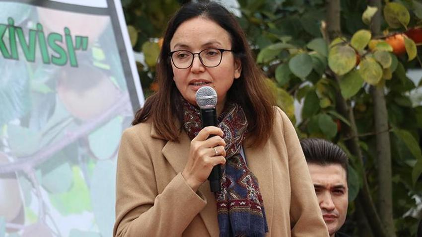 Yalova'da coğrafi işaretli kivinin hasadı başladı